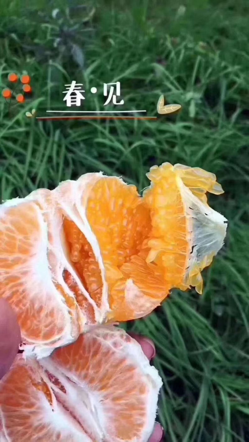 春见耙耙柑