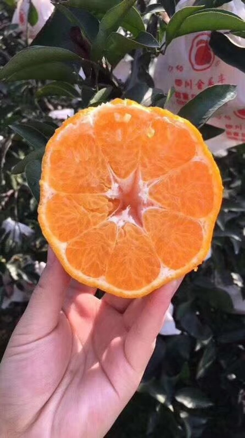 春见耙耙柑
