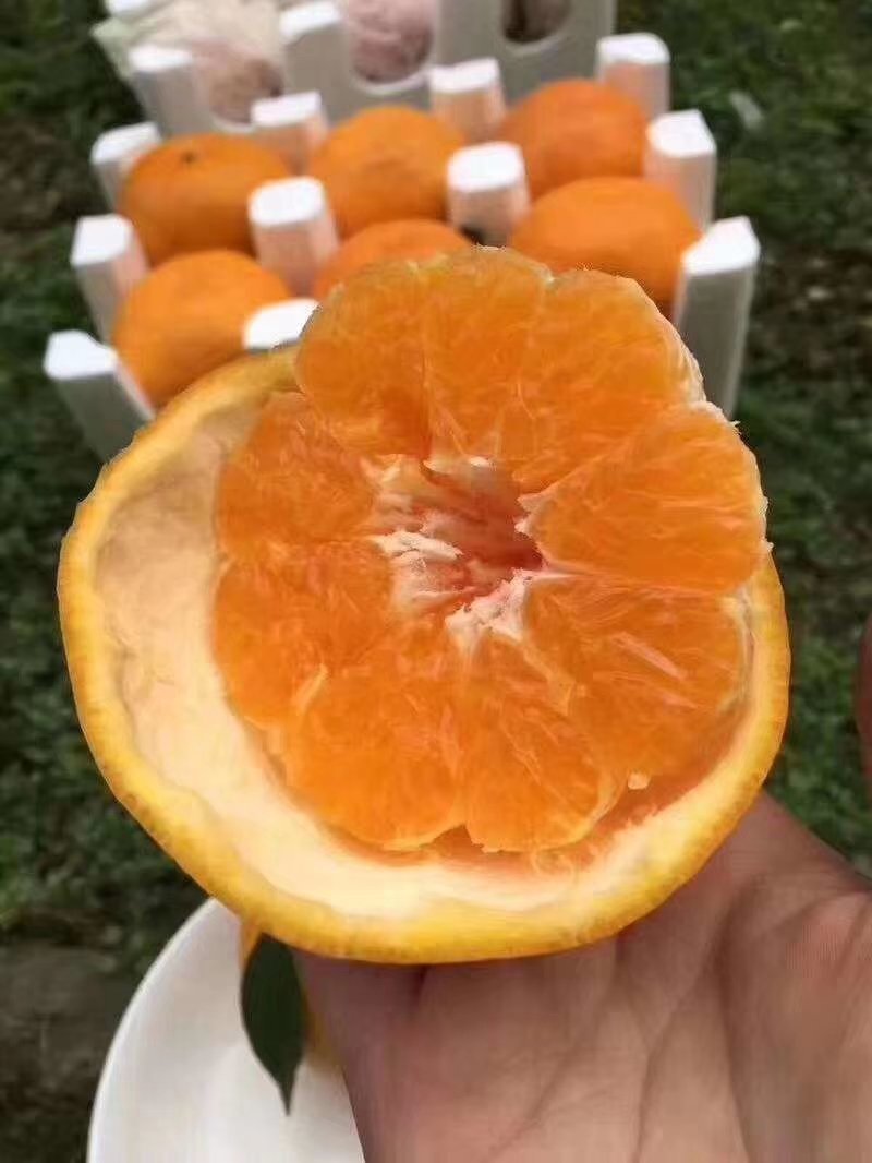 春见耙耙柑