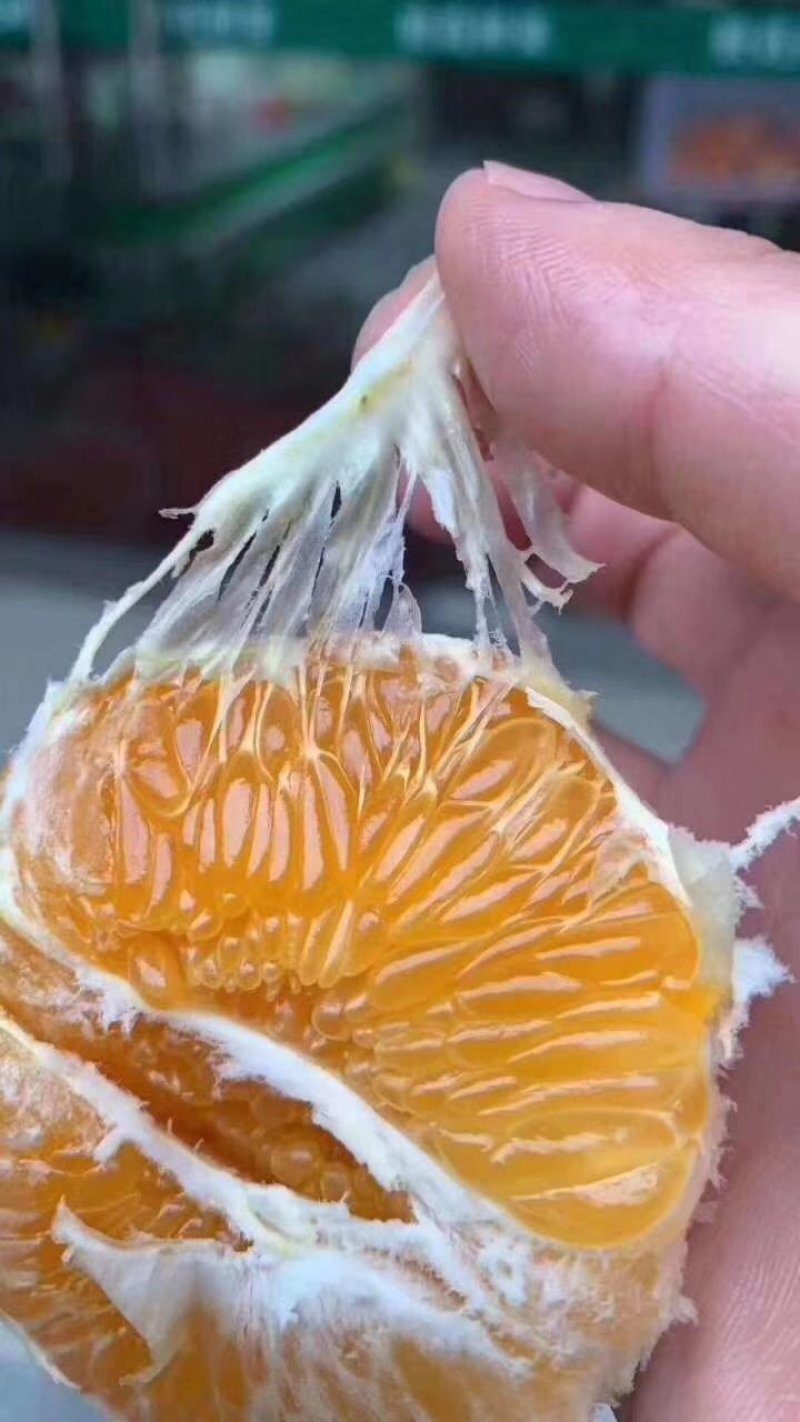 春见耙耙柑