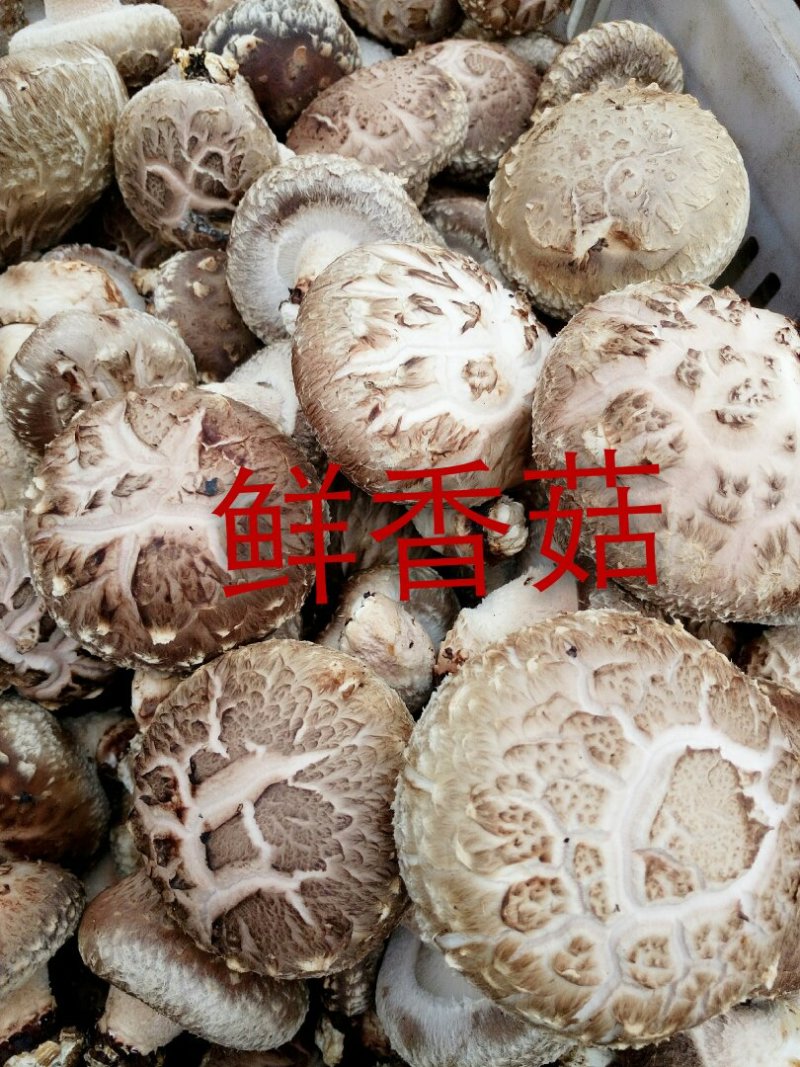 精品鲜香菇~人民生活必须品