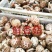 精品鲜香菇~人民生活必须品