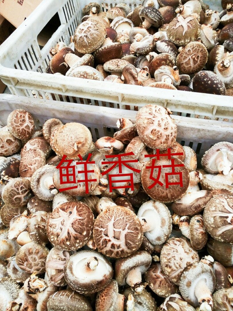 精品鲜香菇~人民生活必须品