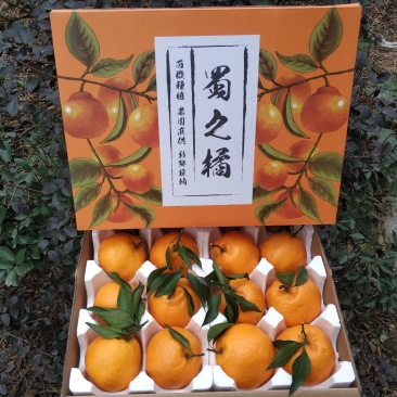 春见耙耙柑丑橘不知火礼盒