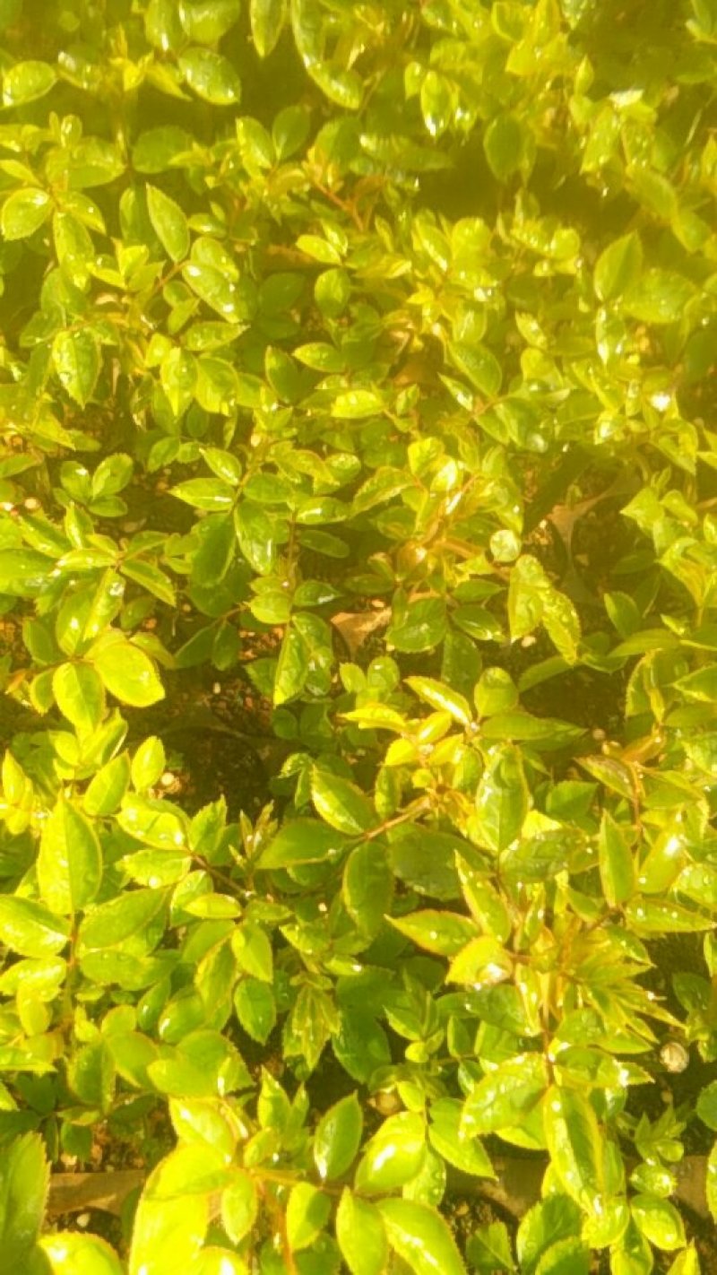 亭威玫瑰种苗长年供应。