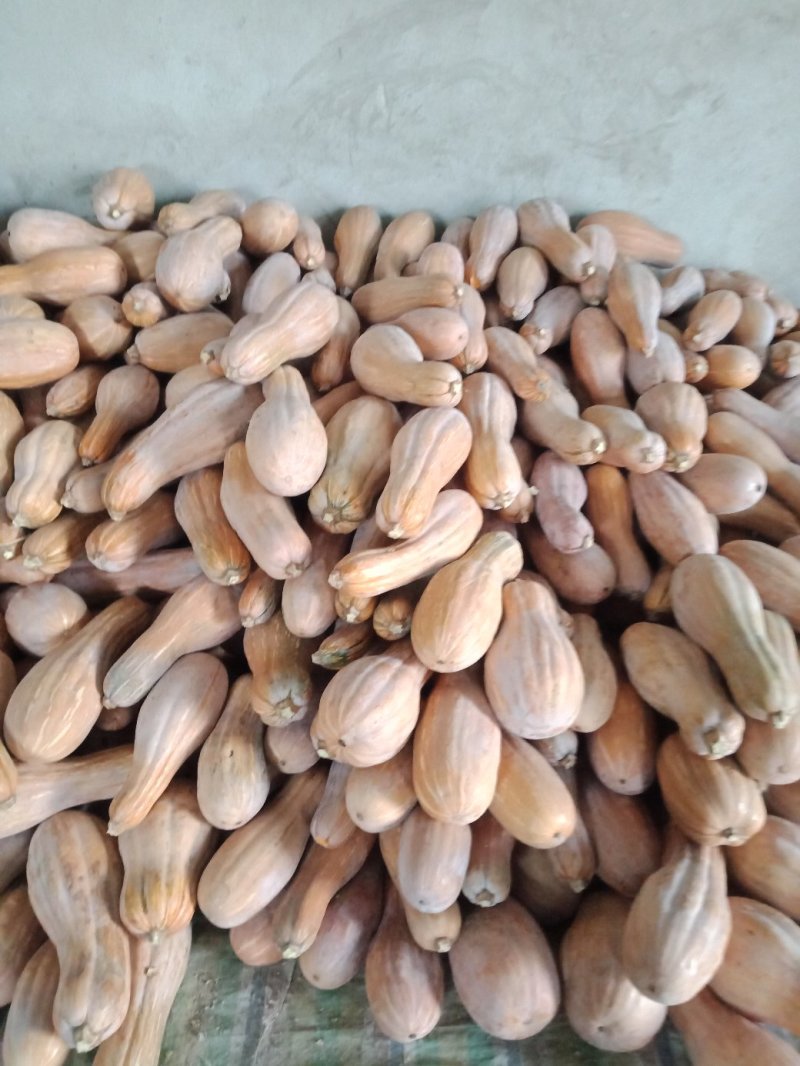 金韩蜜本南瓜