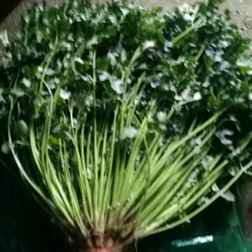 （精选香菜）品质好*规格*随到随装*全供应全国各地市场