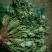 （精选香菜）品质好*规格*随到随装*全供应全国各地市场