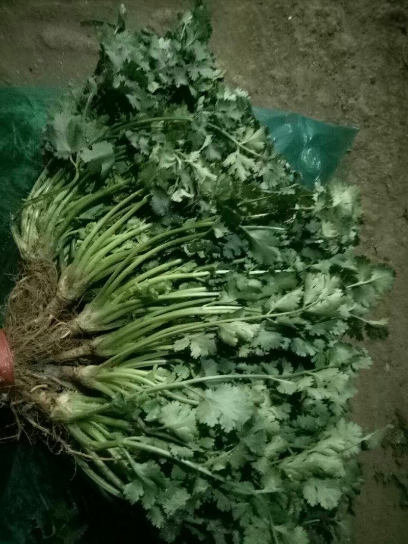 （精选香菜）品质好*规格*随到随装*全供应全国各地市场