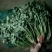 （精选香菜）品质好*规格*随到随装*全供应全国各地市场