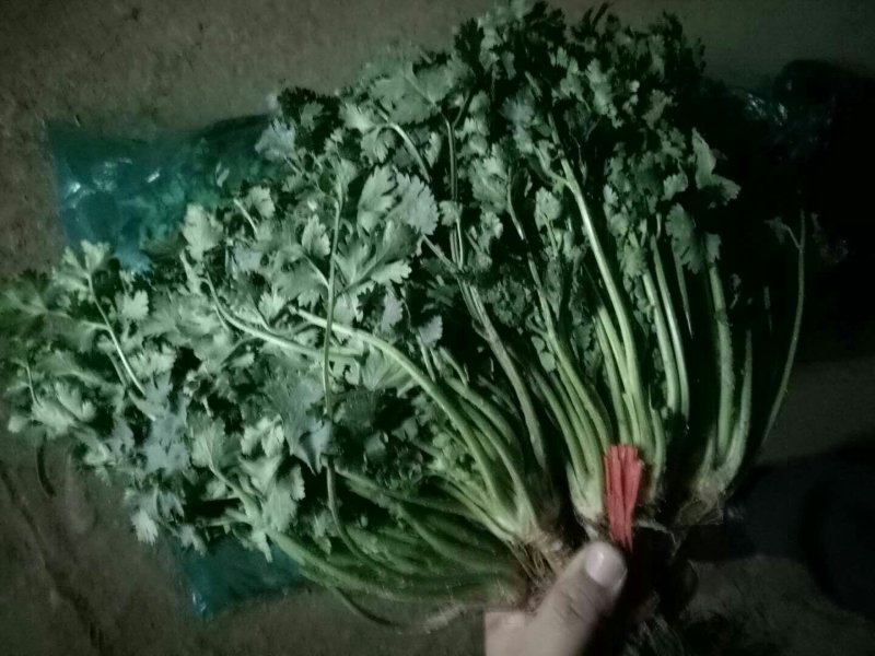 （精选香菜）品质好*规格*随到随装*全供应全国各地市场