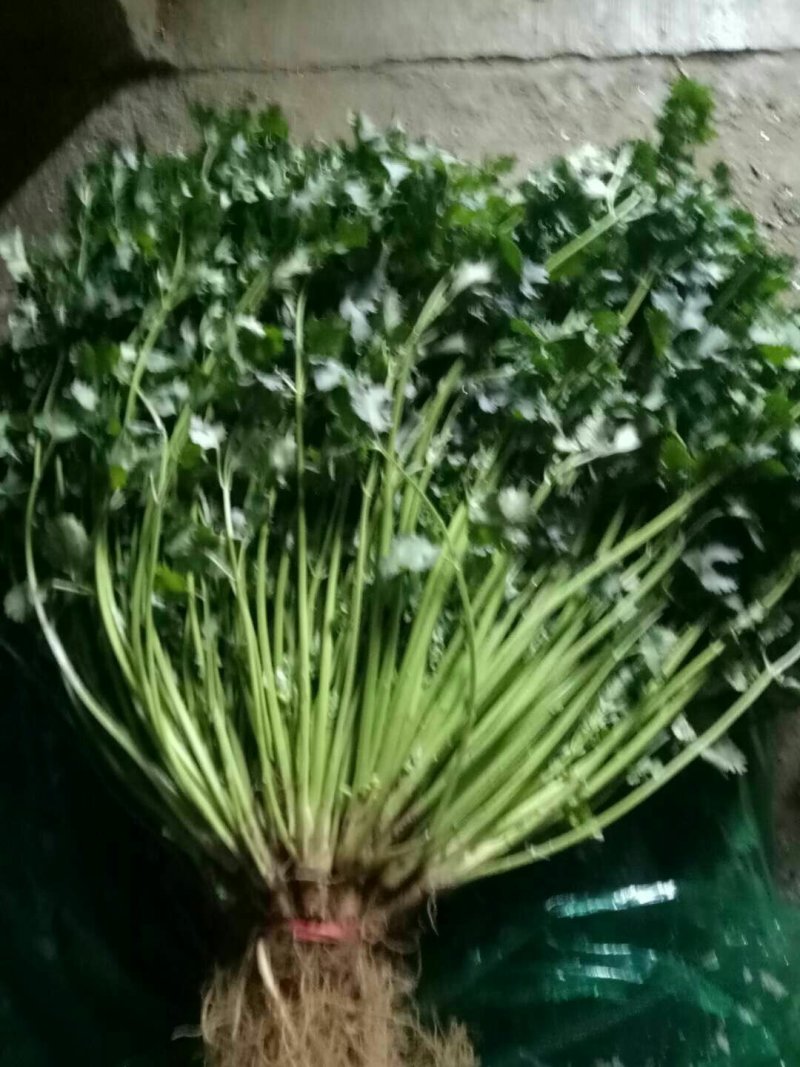 （精选香菜）品质好*规格*随到随装*全供应全国各地市场