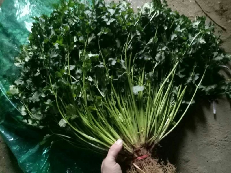（精选香菜）品质好*规格*随到随装*全供应全国各地市场