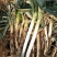 铁杆毛葱纯白40公分。。