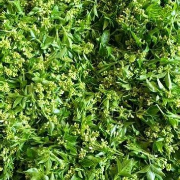 珍珠花苗，一年生及两年苗