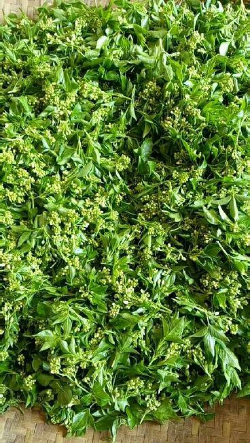 珍珠花苗，一年生及两年苗