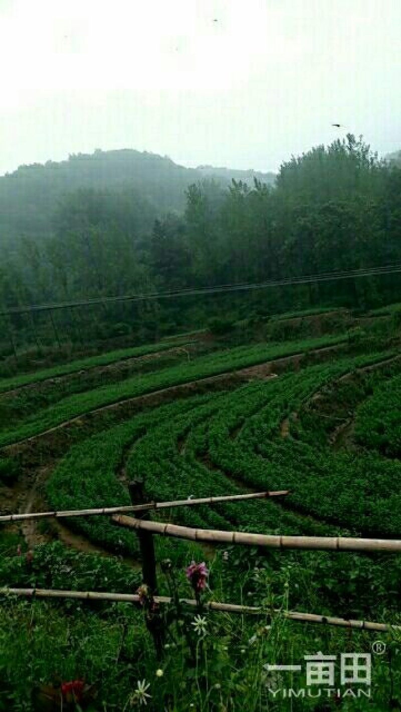 珍珠花苗，一年生及两年苗