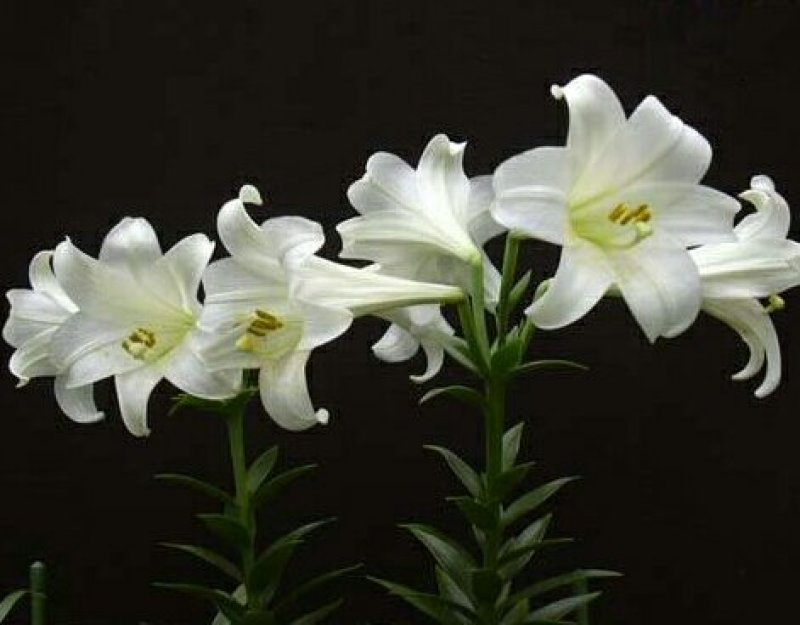 鲜百合独头药食两用