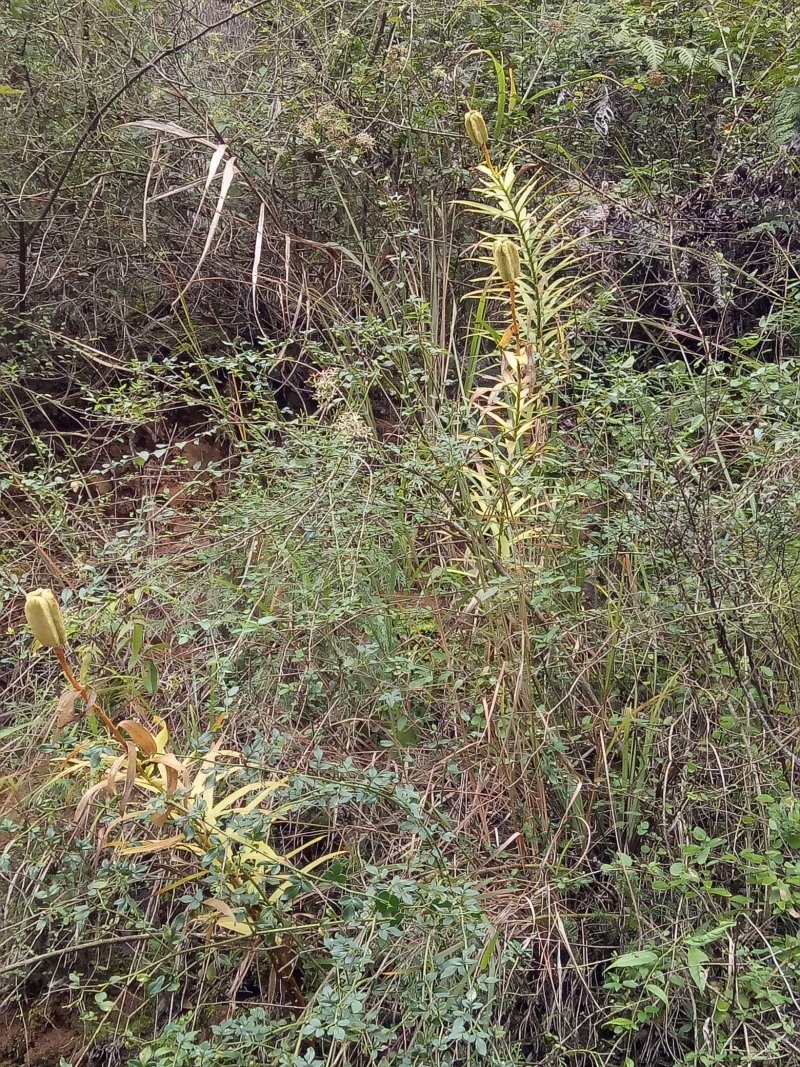 鲜百合独头药食两用