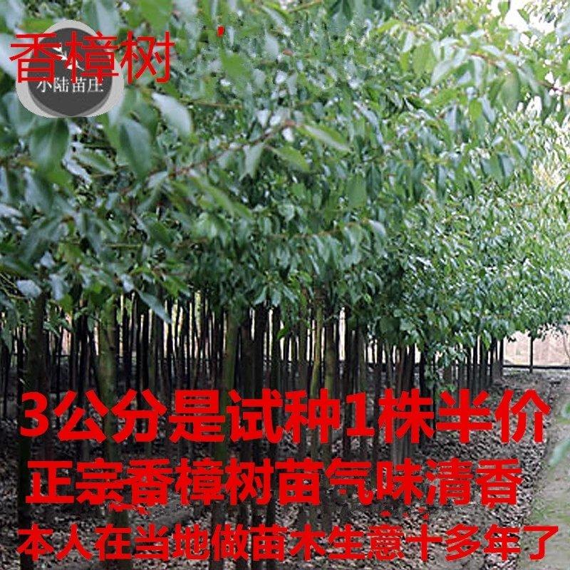 绿化苗木香樟树苗庭院植物花卉香樟木树苗四季常青驱蚊树种植