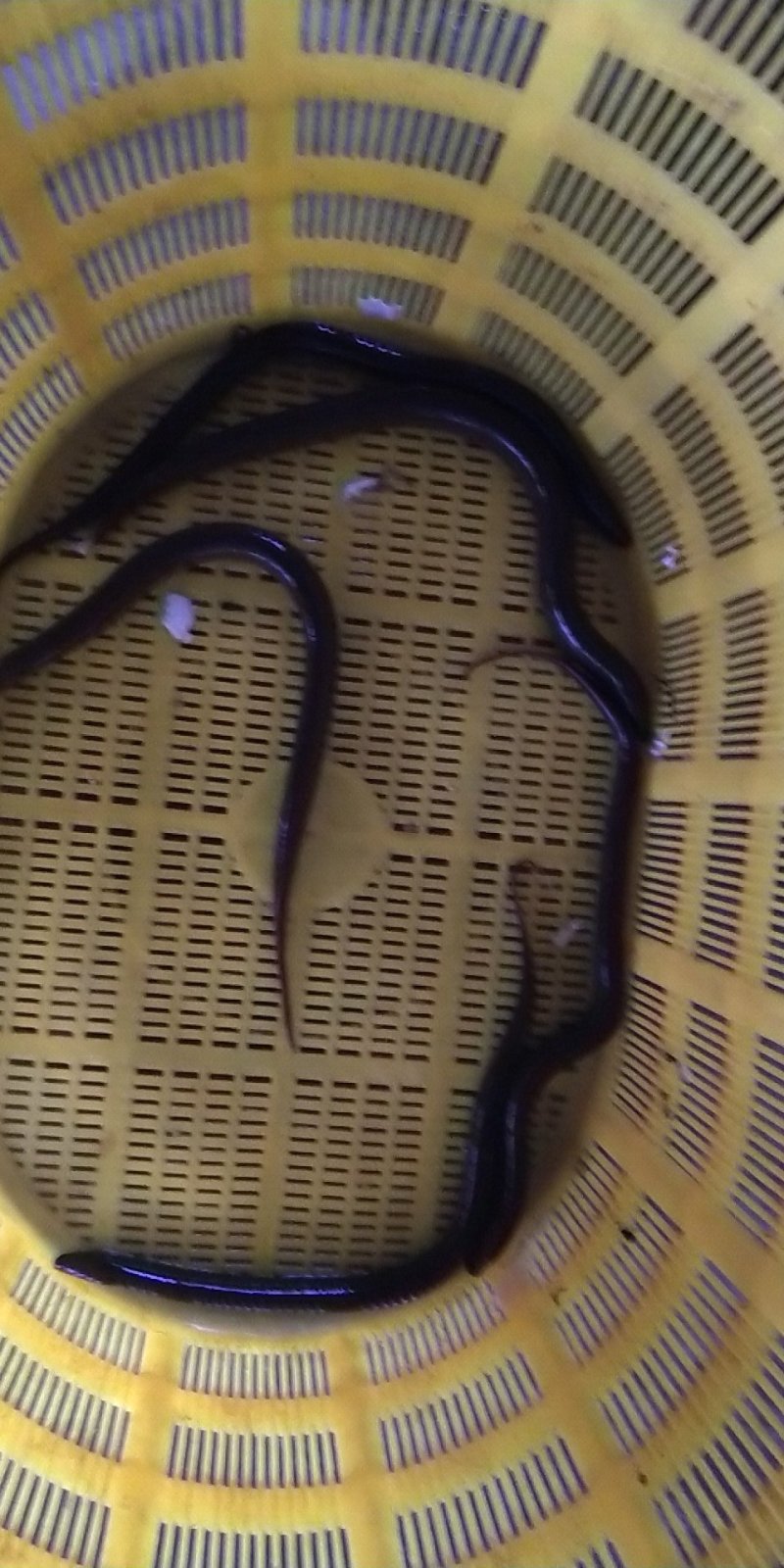 水产