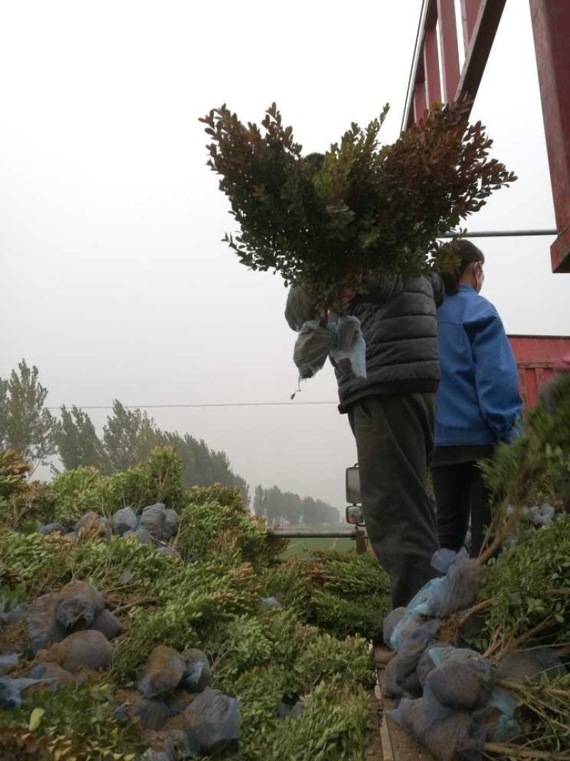小叶黄杨