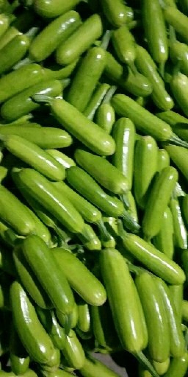 山东费县精品【西葫芦】产地直供无差价质量保证量大从优！