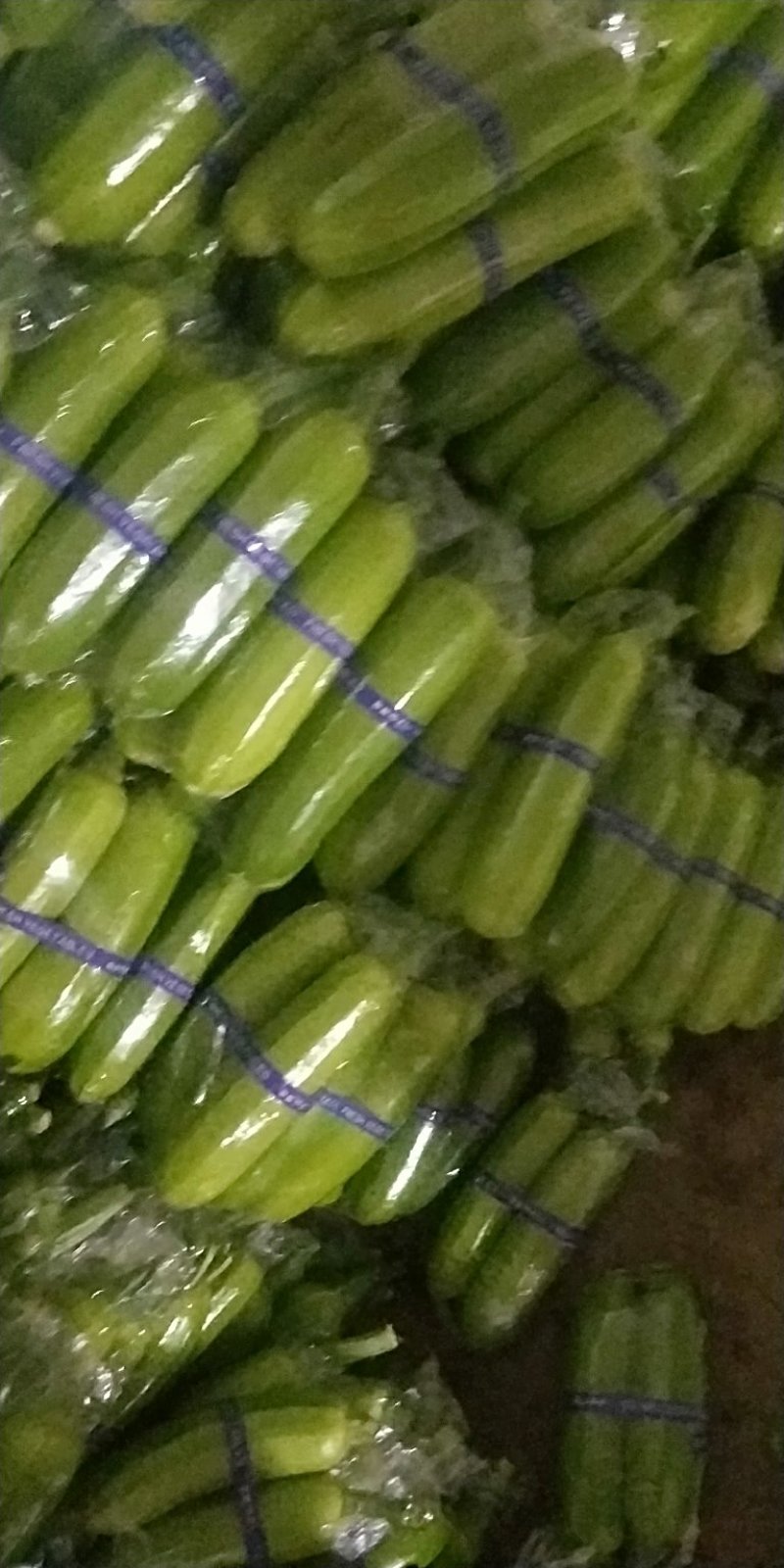 山东费县精品【西葫芦】产地直供无差价质量保证量大从优！