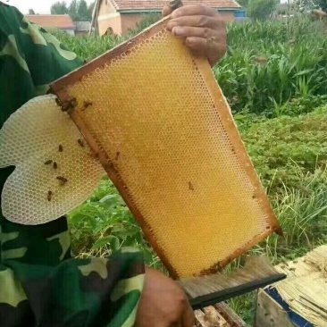 蜂巢蜜。整张新蜜脾新巢蜂蜜整张封口率好支持批发零售