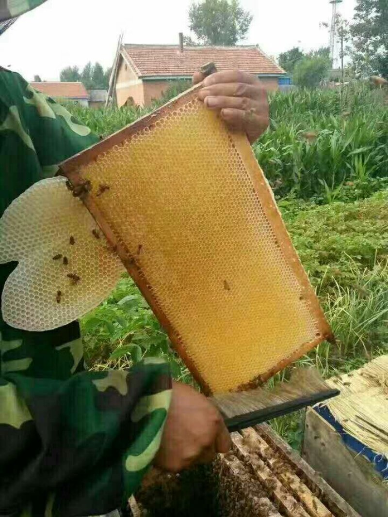 蜂巢蜜。整张新蜜脾新巢蜂蜜整张封口率好支持批发零售