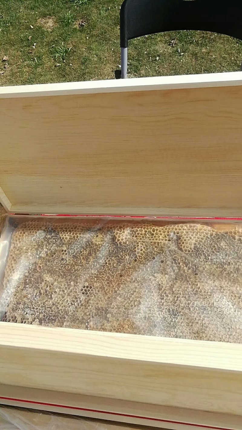 蜂巢蜜。整张新蜜脾新巢蜂蜜整张封口率好支持批发零售