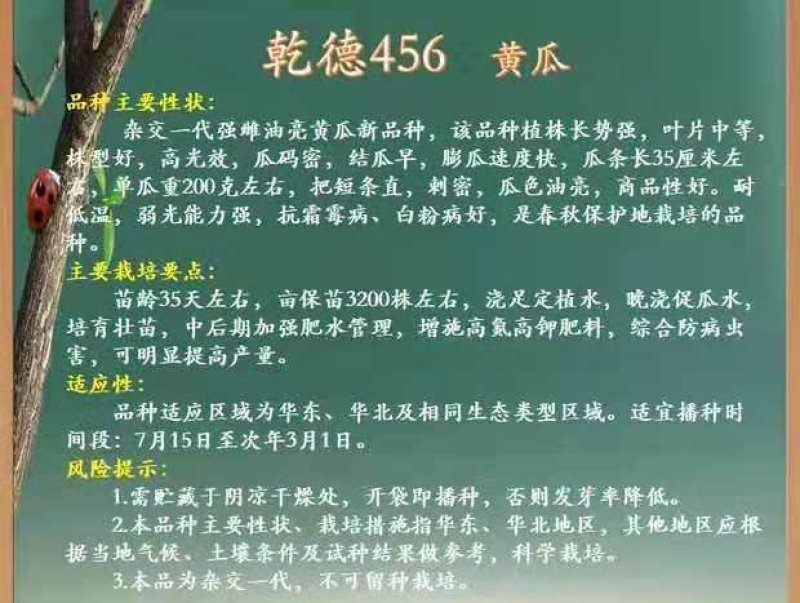 乾德456黄瓜种子强雌优良黄瓜新品种种子1000粒一袋