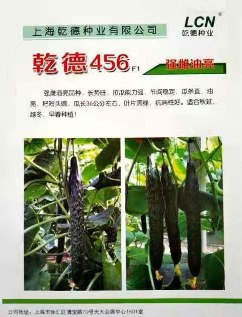 乾德456黄瓜种子强雌优良黄瓜新品种种子1000粒一袋