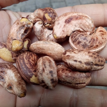 茂叶W210带皮腰果紫衣腰果10kg/桶2桶/箱