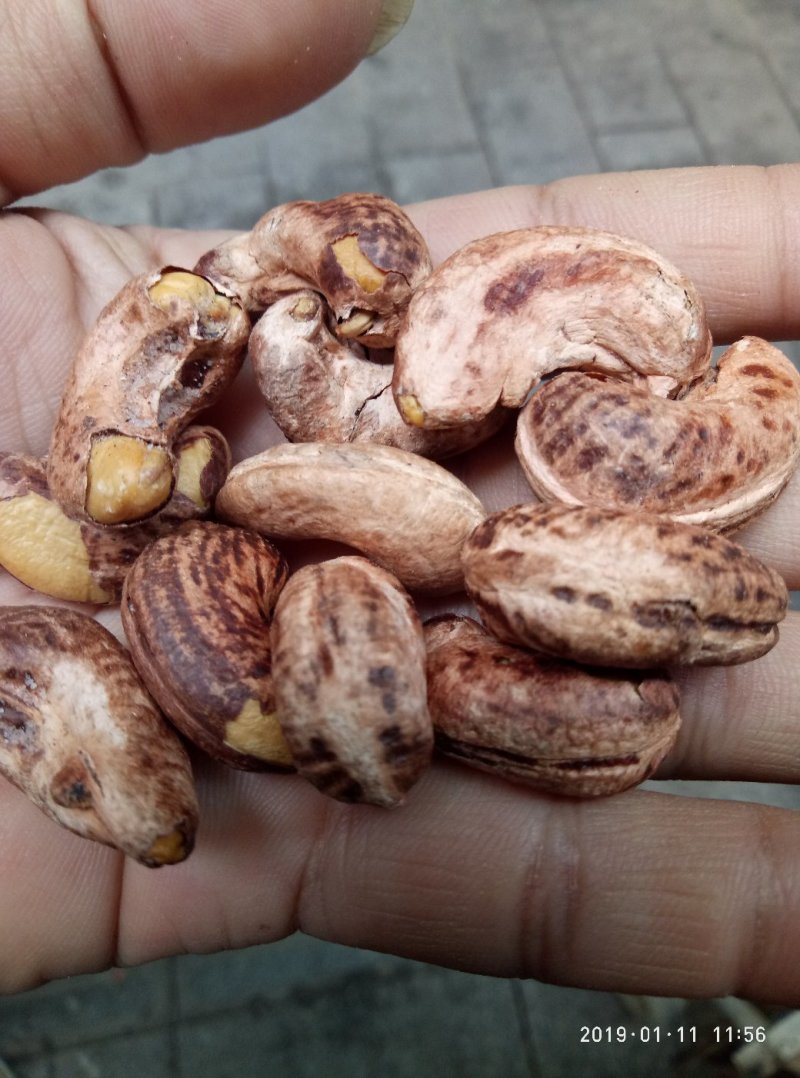 茂叶W210带皮腰果紫衣腰果10kg/桶2桶/箱