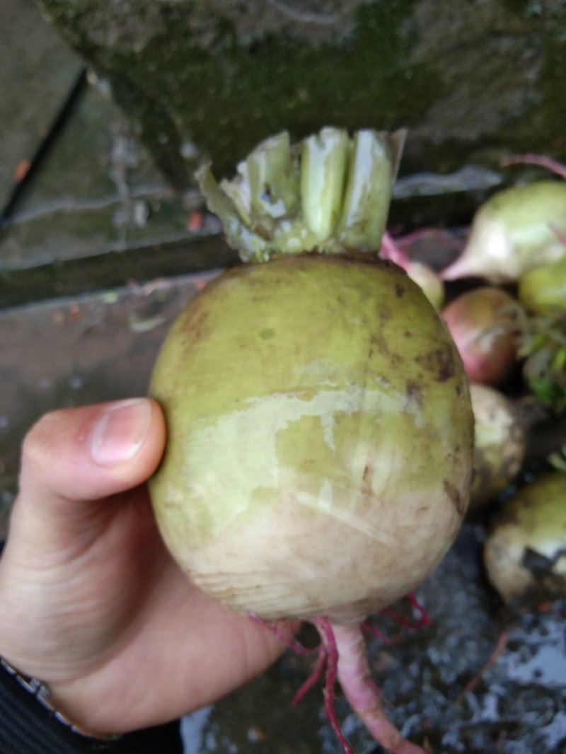 江苏东台满堂红萝卜大量供应