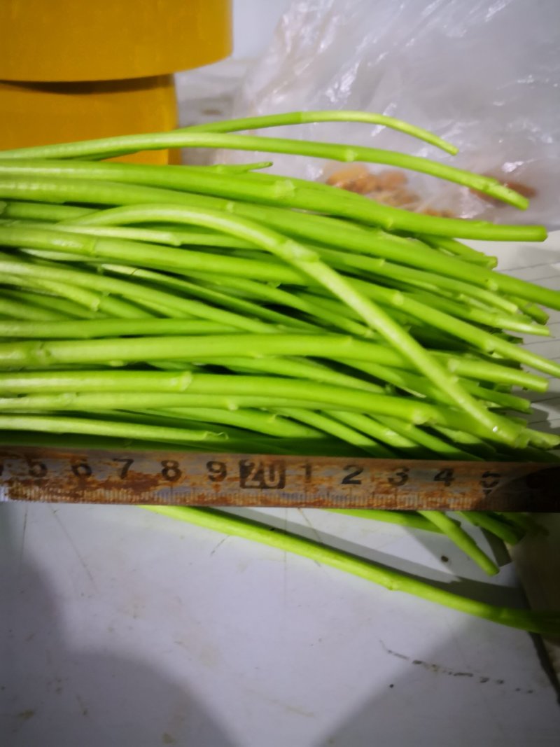 昆明芦蒿，自有家庭农场，品质货源保证