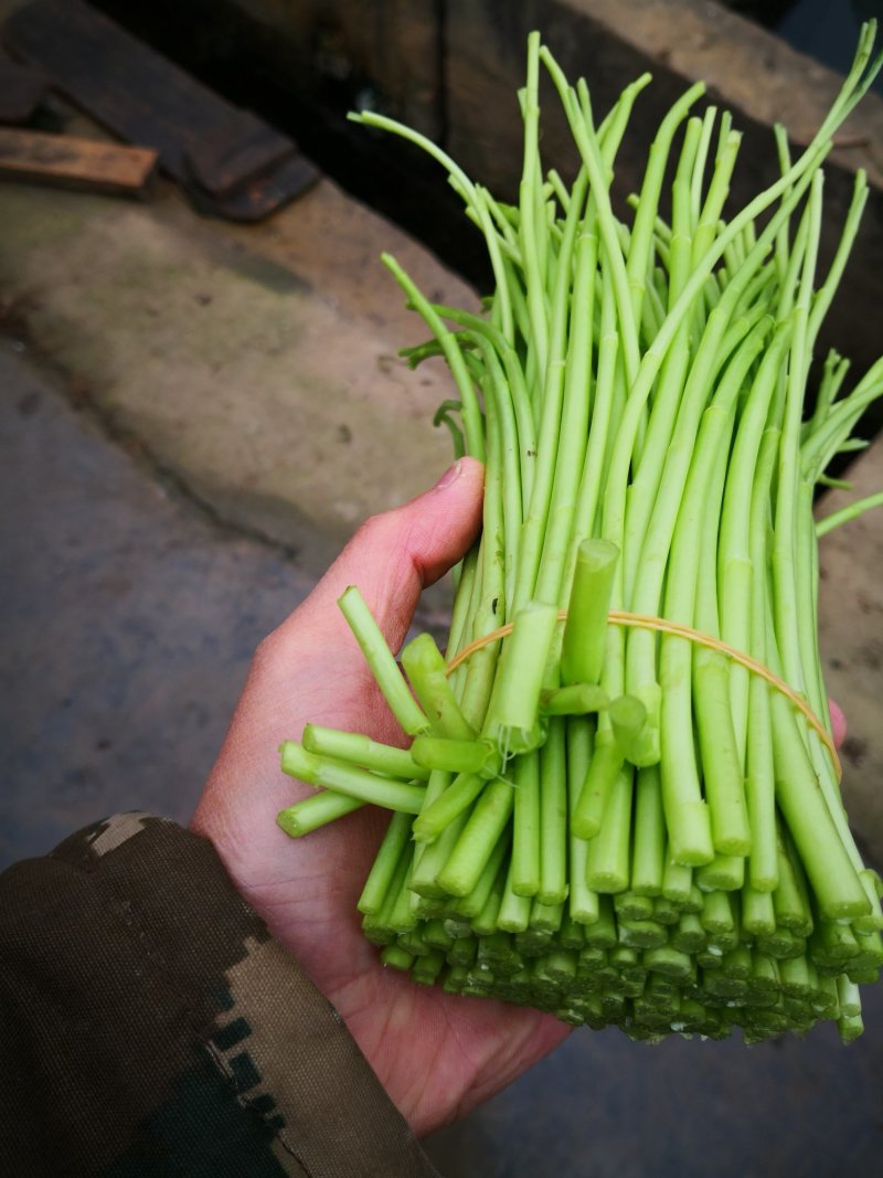 昆明芦蒿，自有家庭农场，品质货源保证