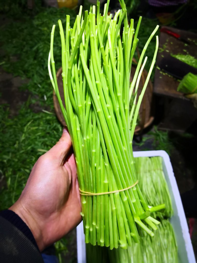 昆明芦蒿，自有家庭农场，品质货源保证