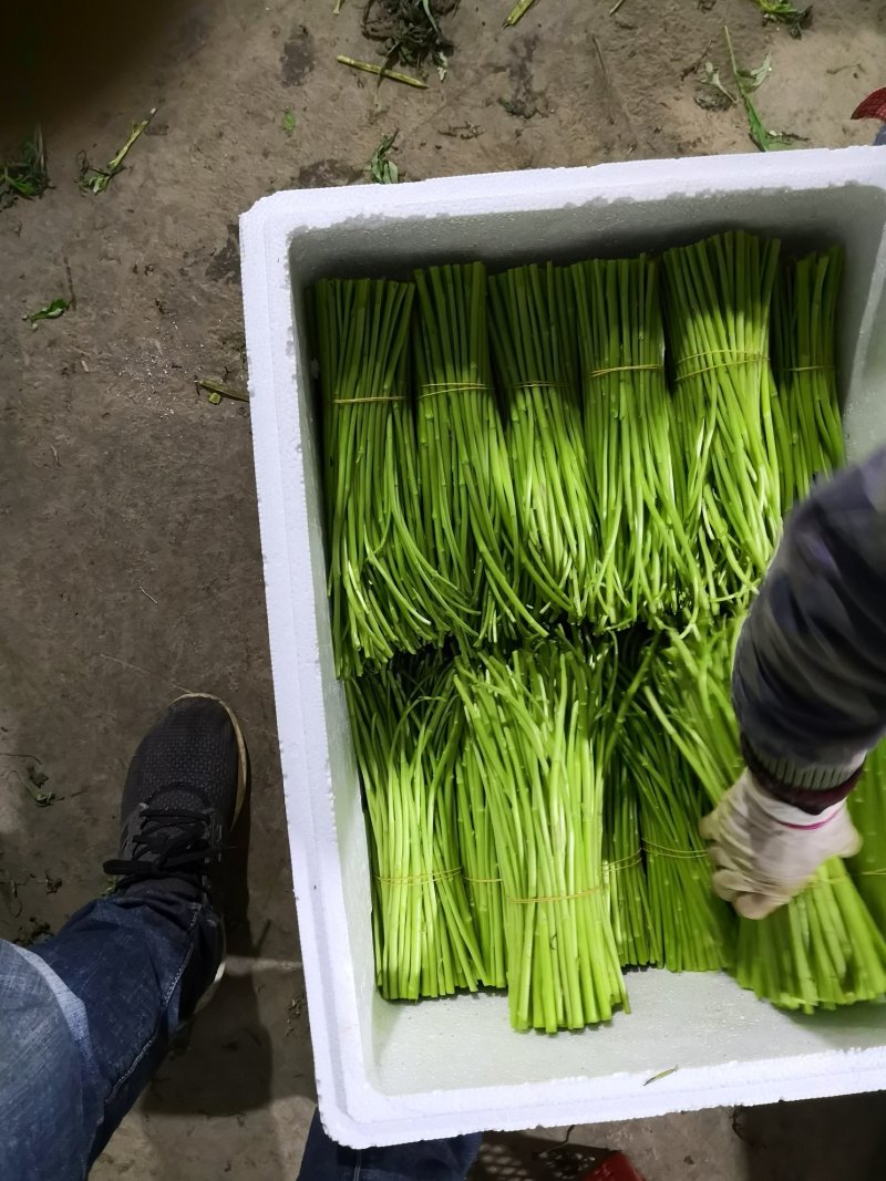 昆明芦蒿，自有家庭农场，品质货源保证