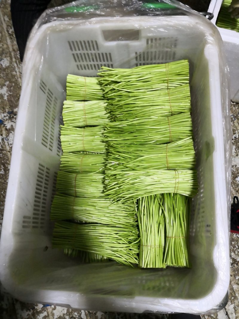 昆明芦蒿，自有家庭农场，品质货源保证