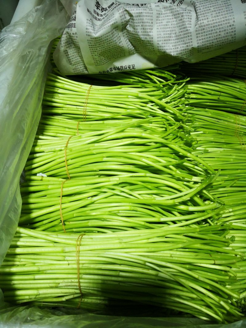 昆明芦蒿，自有家庭农场，品质货源保证