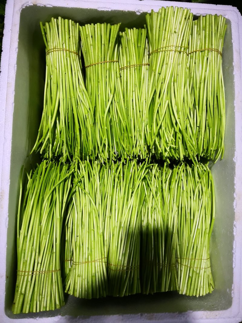 昆明芦蒿，自有家庭农场，品质货源保证