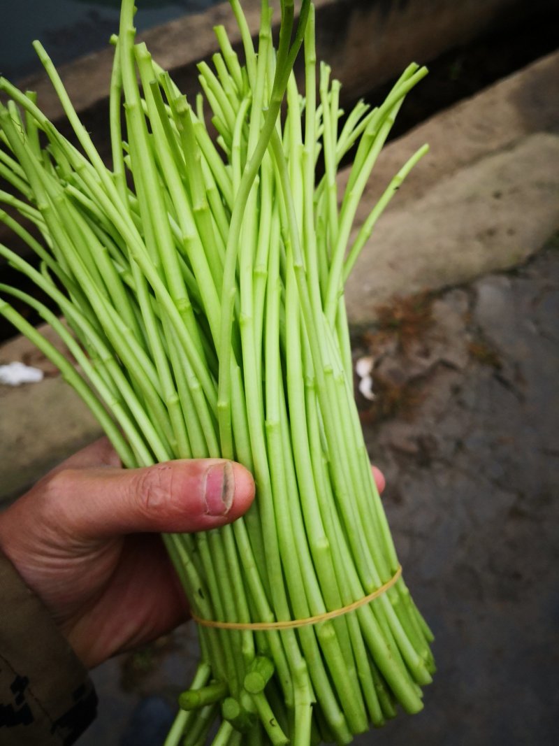 昆明芦蒿，自有家庭农场，品质货源保证