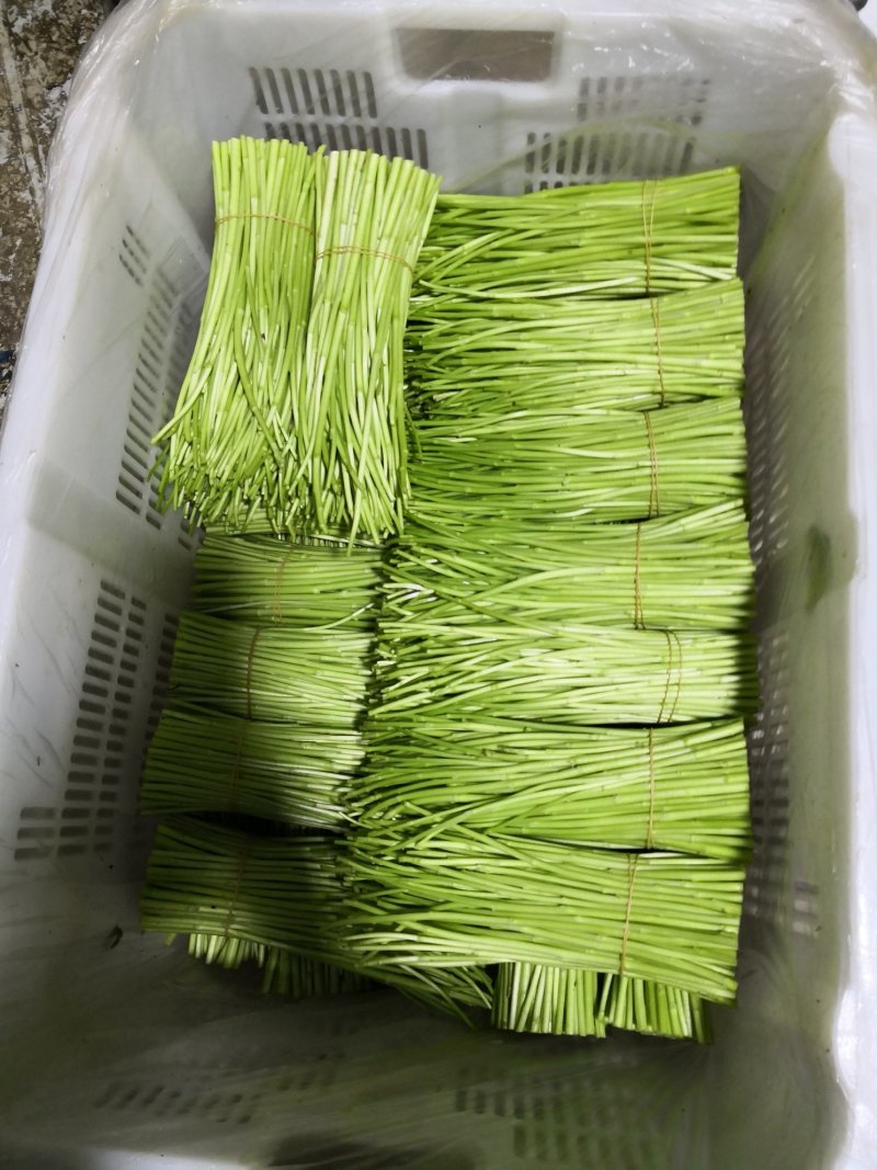 昆明芦蒿，自有家庭农场，品质货源保证