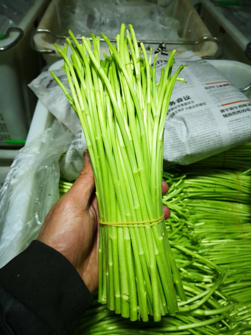 昆明芦蒿，自有家庭农场，品质货源保证