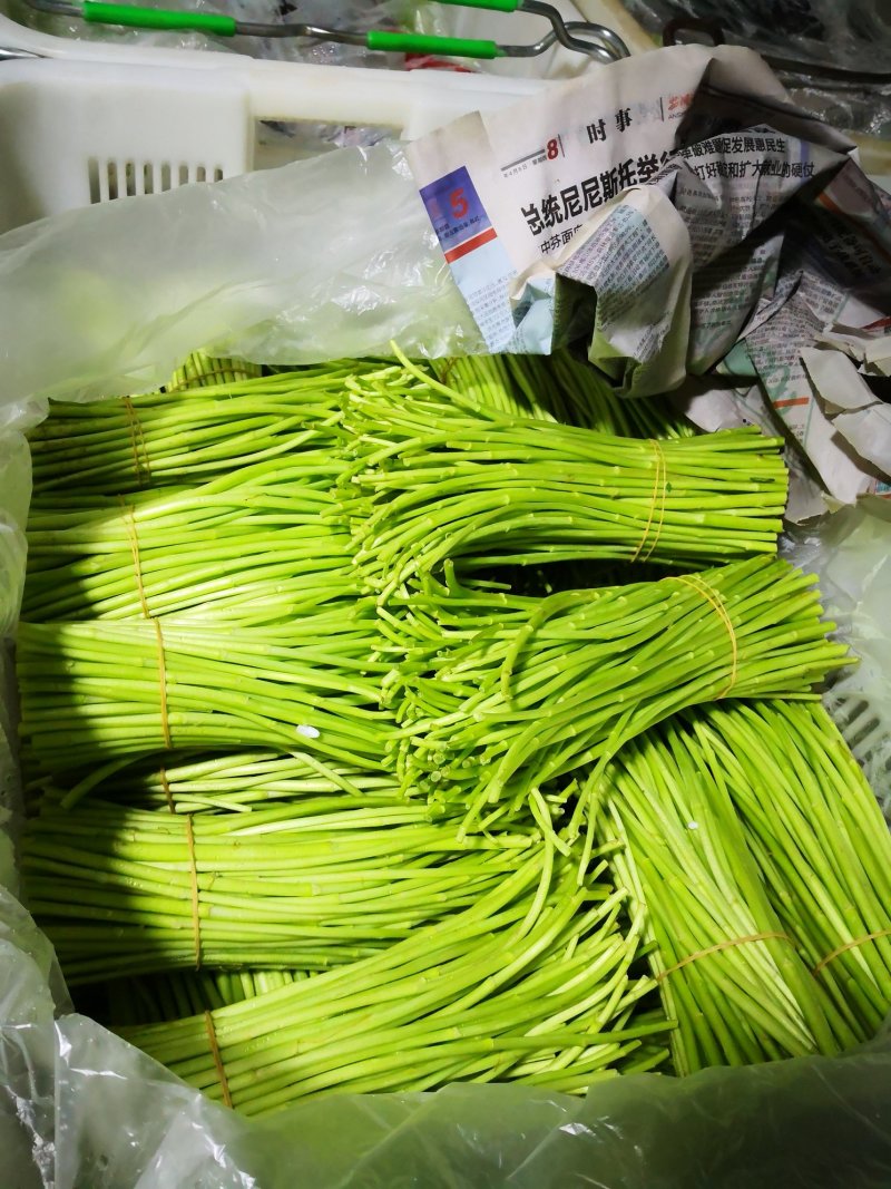 昆明芦蒿，自有家庭农场，品质货源保证