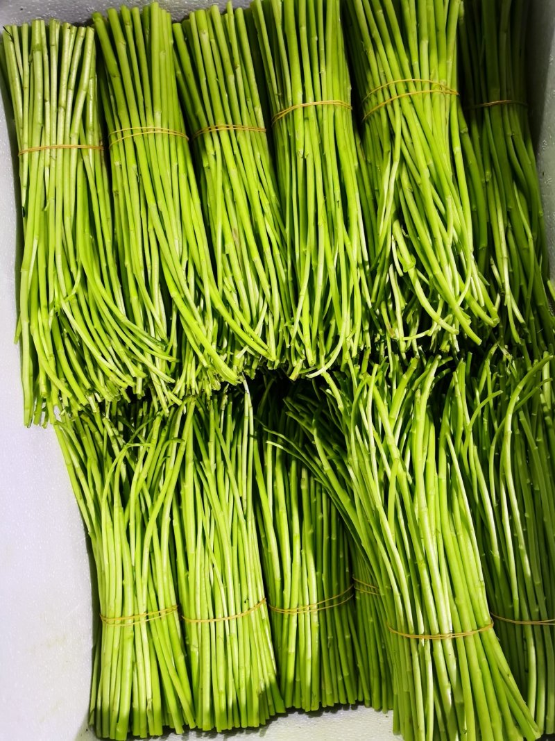 昆明芦蒿，自有家庭农场，品质货源保证