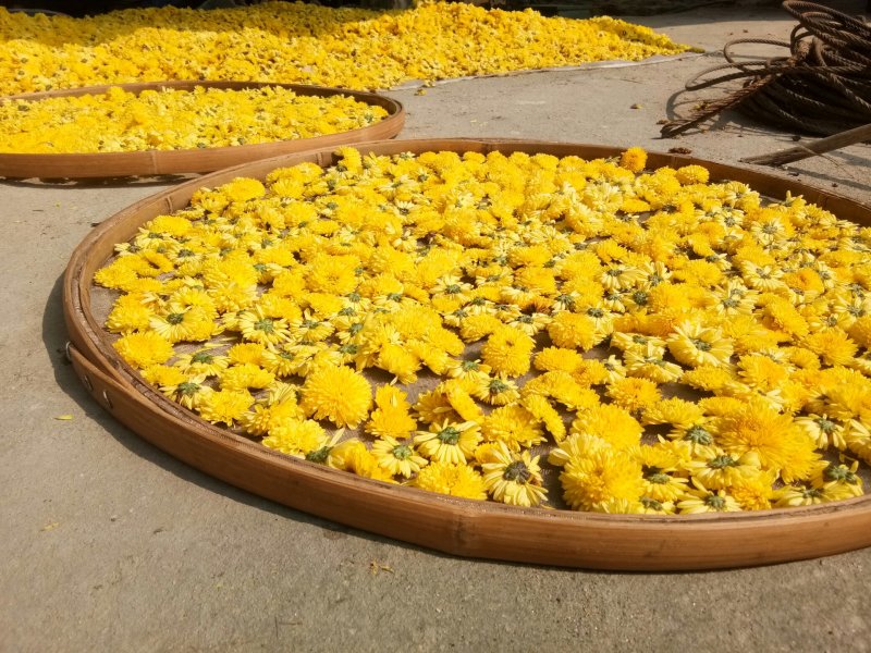 黄金菊花茶
