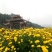 黄金菊花茶